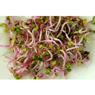 Rzodkiewka China Rose – nasiona na kiełki 500g - sprout-vegetables-3978521_1920[1].jpg